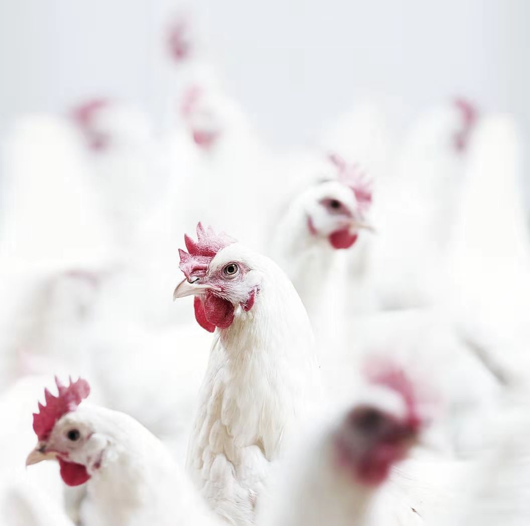 CA88(中国区)唯一官方网站